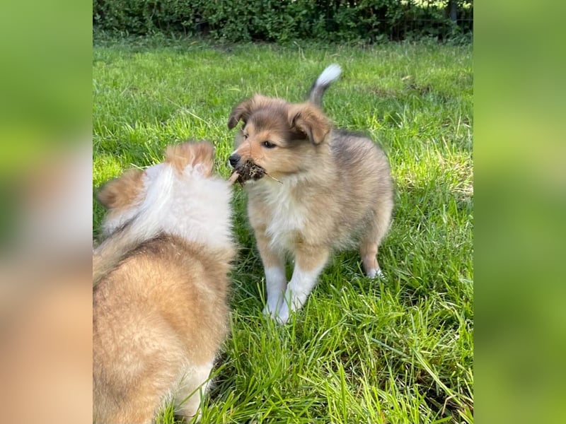 Sheltie Welpe Hündin
