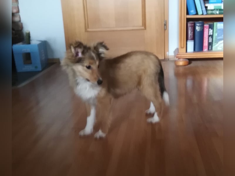 Sheltie Welpe Hündin
