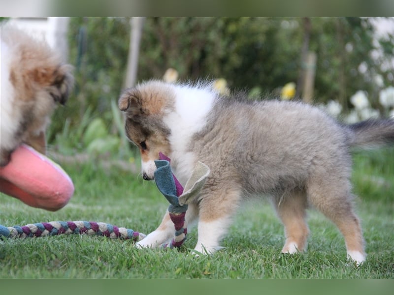 VDH Shelties / Sheltierüde sucht sein zu Hause