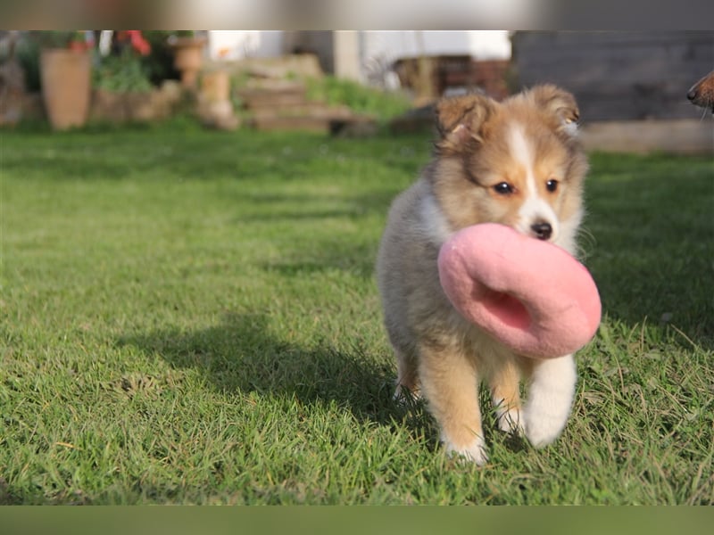 VDH Shelties / Sheltierüde sucht sein zu Hause