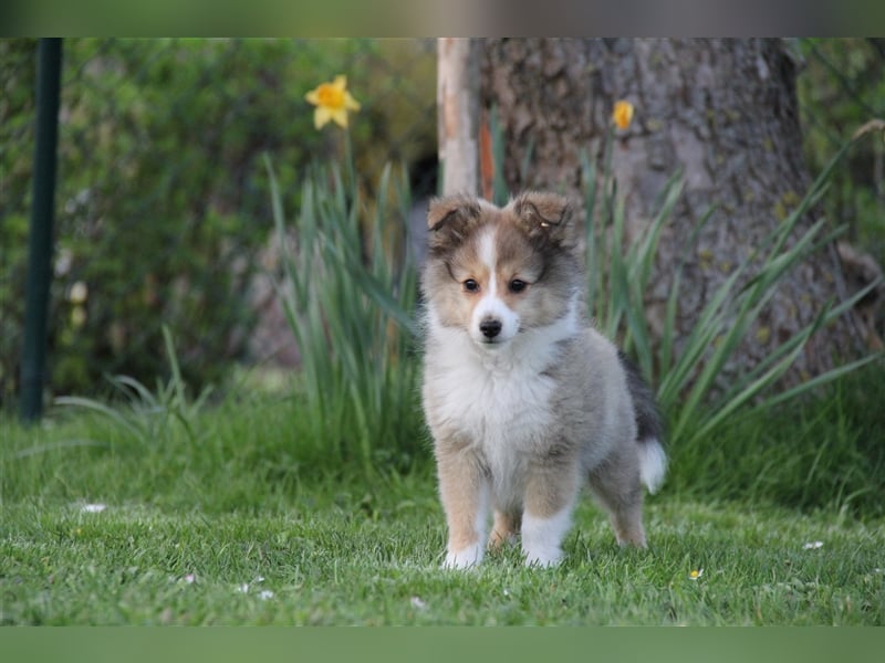 VDH Shelties / Sheltierüde sucht sein zu Hause