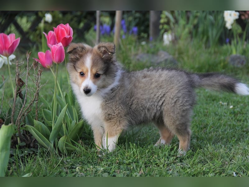 VDH Shelties / Sheltierüde sucht sein zu Hause