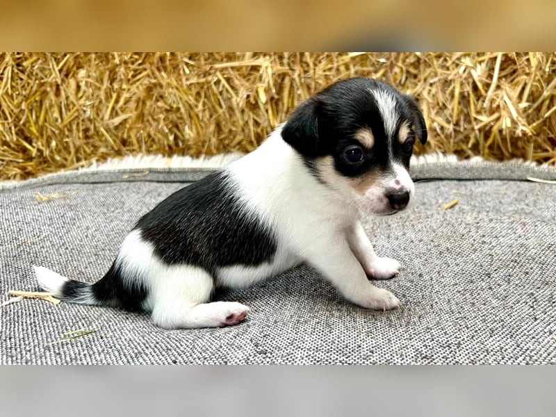 Sheltie Jack Russel Mischlingswelpen