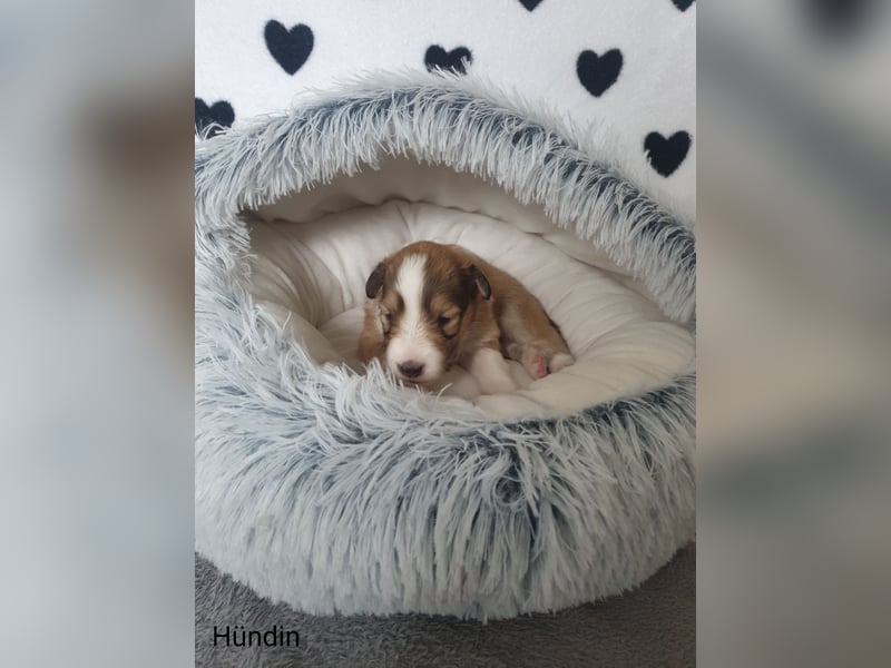 Sheltie Welpen