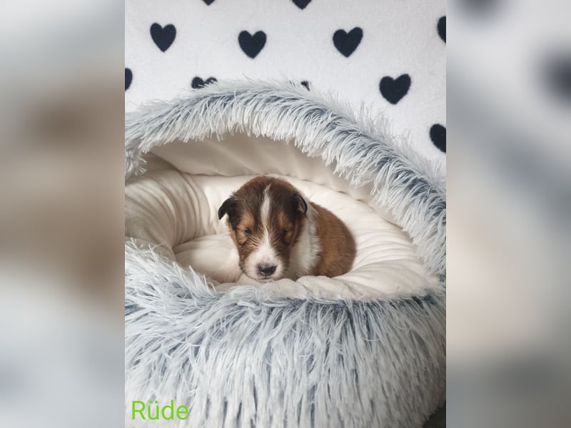 Sheltie Welpen