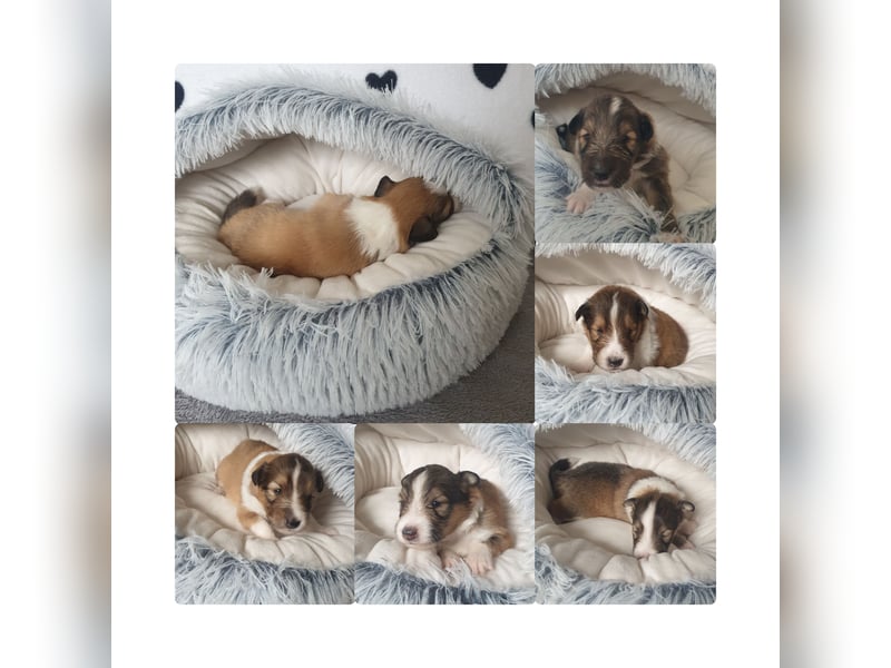 Sheltie Welpen