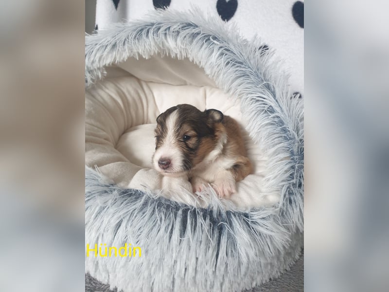 Sheltie Welpen