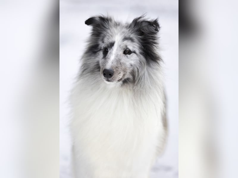 Sheltie Deckrüde - MultiCH.GCH.imp.USA TWISTED TREE BLAZE