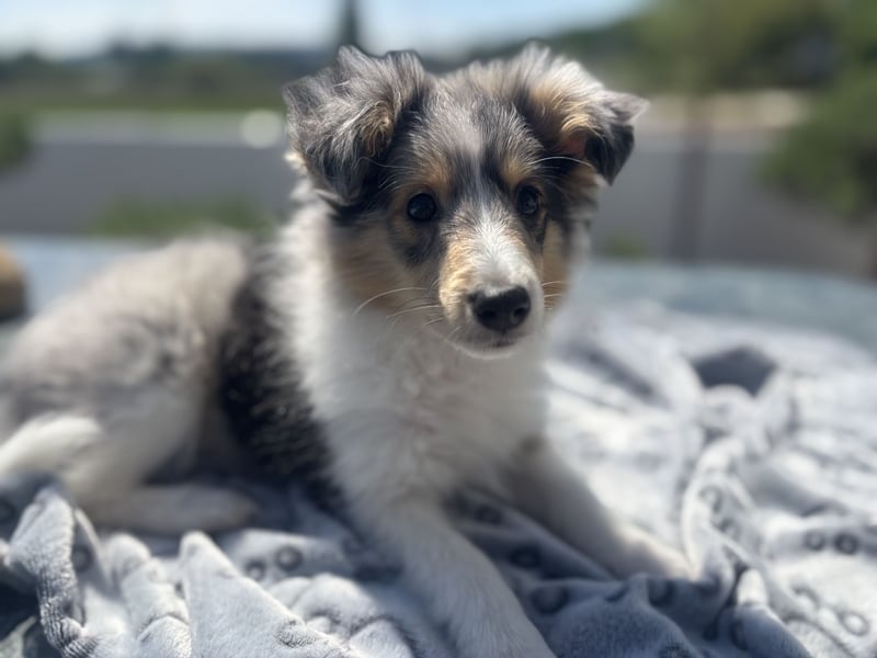 Traumhafte Typvolle Sheltiewelpen