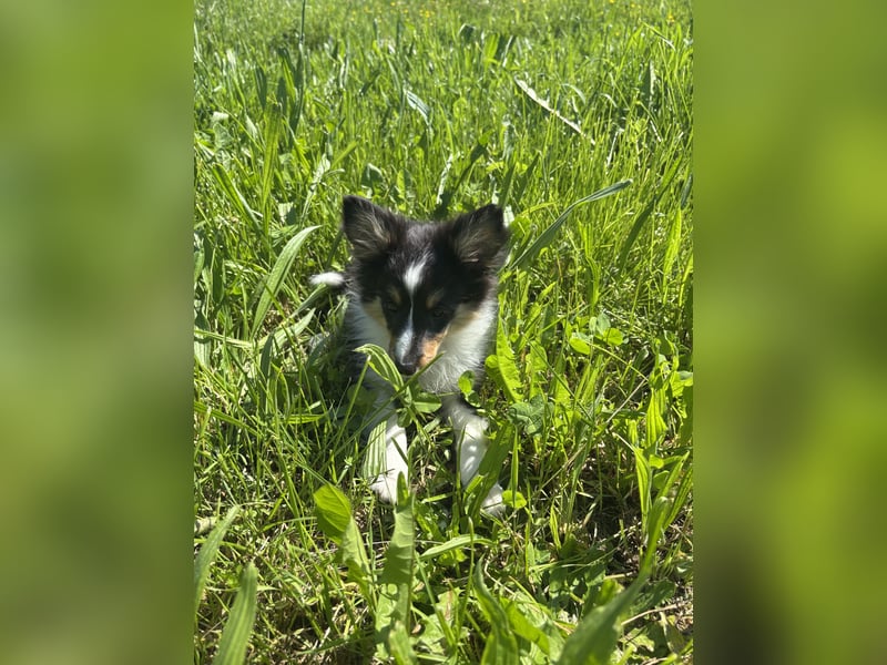 Traumhafte Typvolle Sheltiewelpen