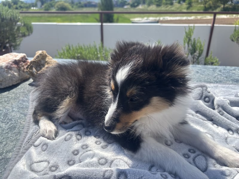 Traumhafte Typvolle Sheltiewelpen