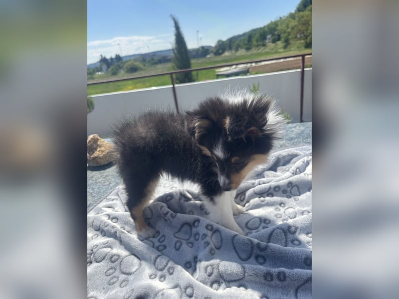 Traumhafte Typvolle Sheltiewelpen