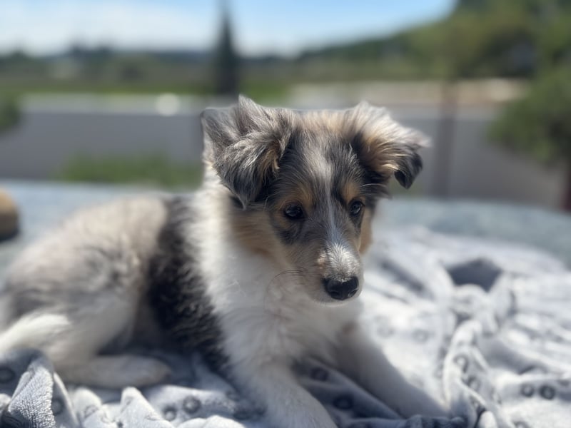 Traumhafte Typvolle Sheltiewelpen