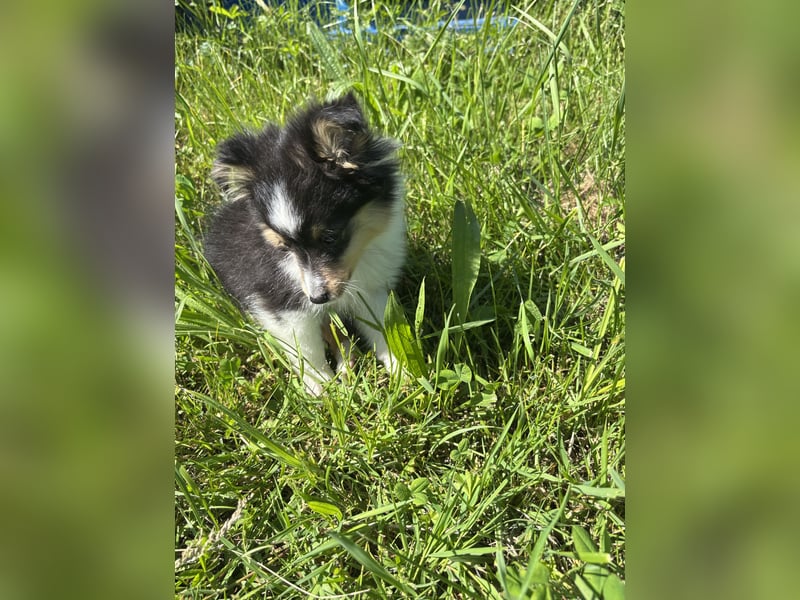 Traumhafte Typvolle Sheltiewelpen