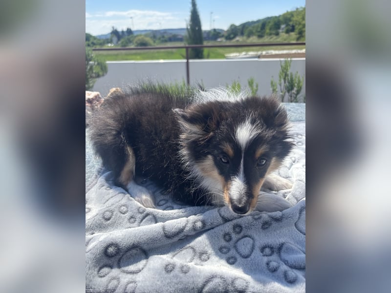Traumhafte Typvolle Sheltiewelpen
