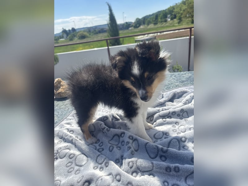 Traumhafte Typvolle Sheltiewelpen