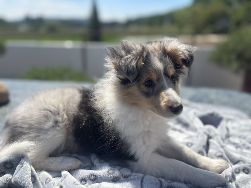 Traumhafte Typvolle Sheltiewelpen