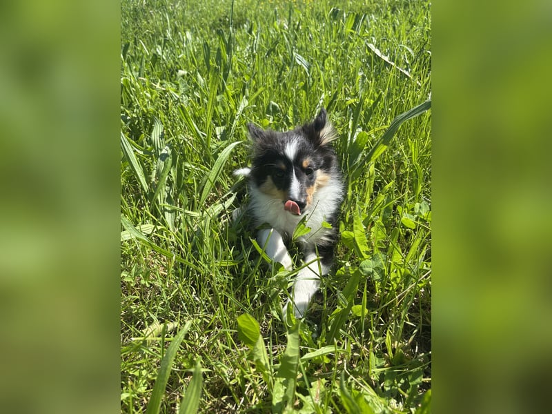 Traumhafte Typvolle Sheltiewelpen