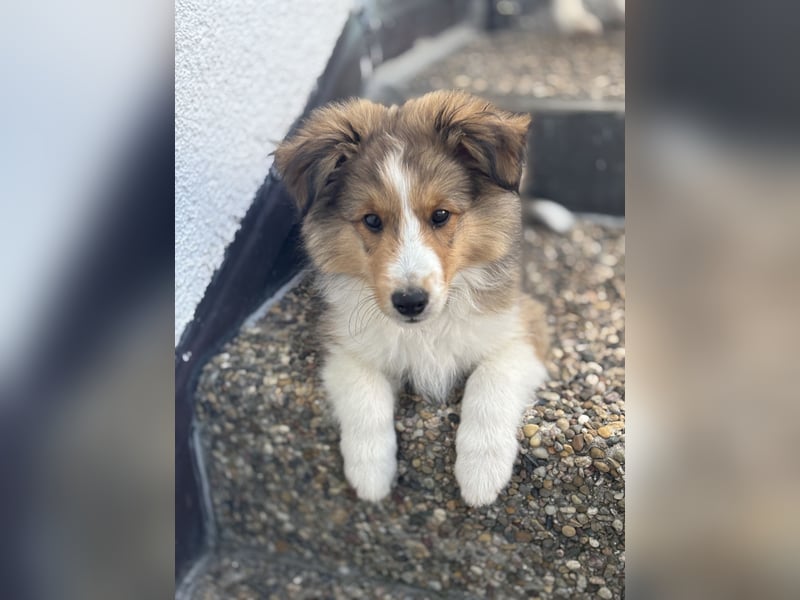 Bärchenhafte Sheltiewelpen