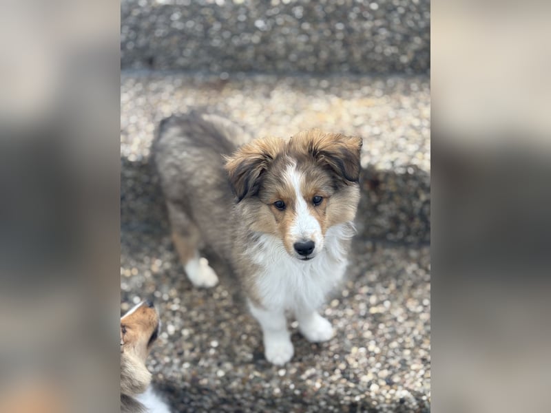 Bärchenhafte Sheltiewelpen