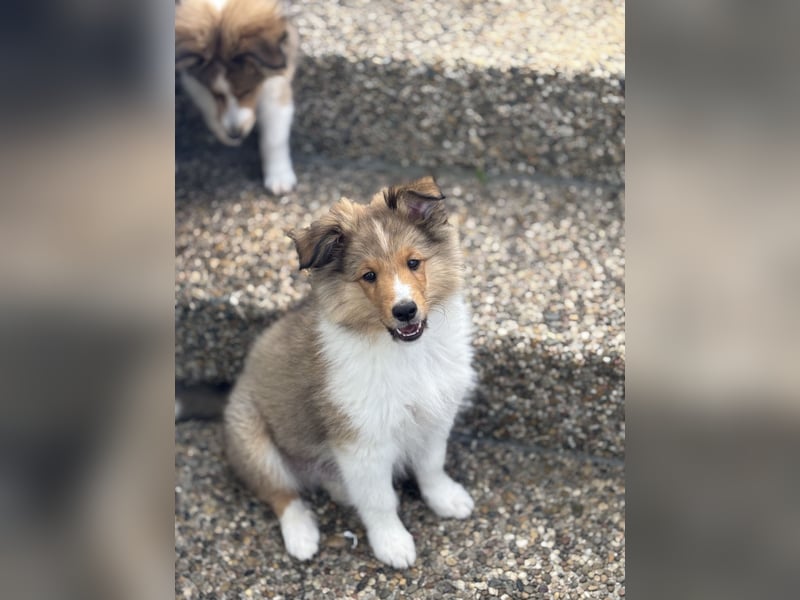 Bärchenhafte Sheltiewelpen