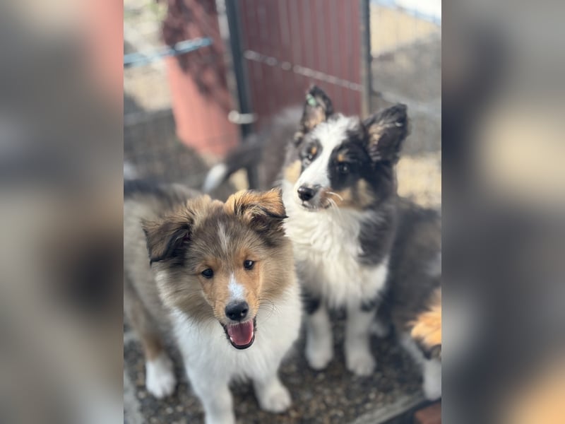 Bärchenhafte Sheltiewelpen