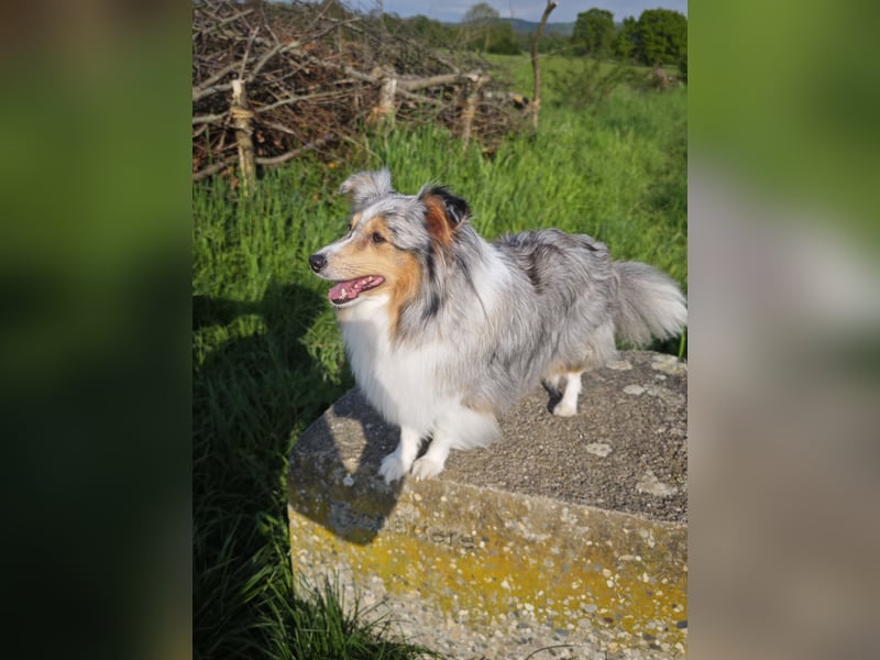 Bärchenhafte Sheltiewelpen
