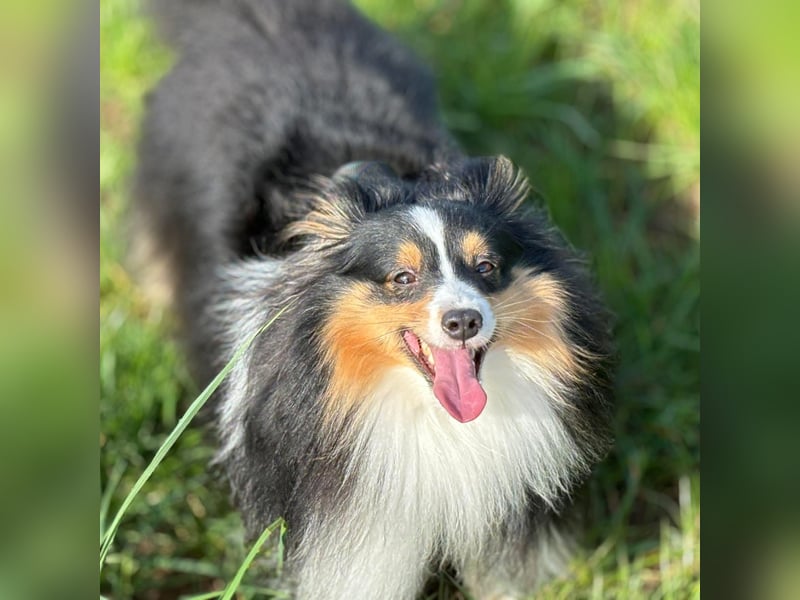 Bärchenhafte Sheltiewelpen