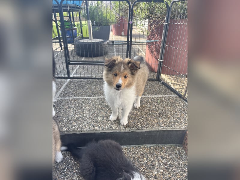 Bärchenhafte Sheltiewelpen