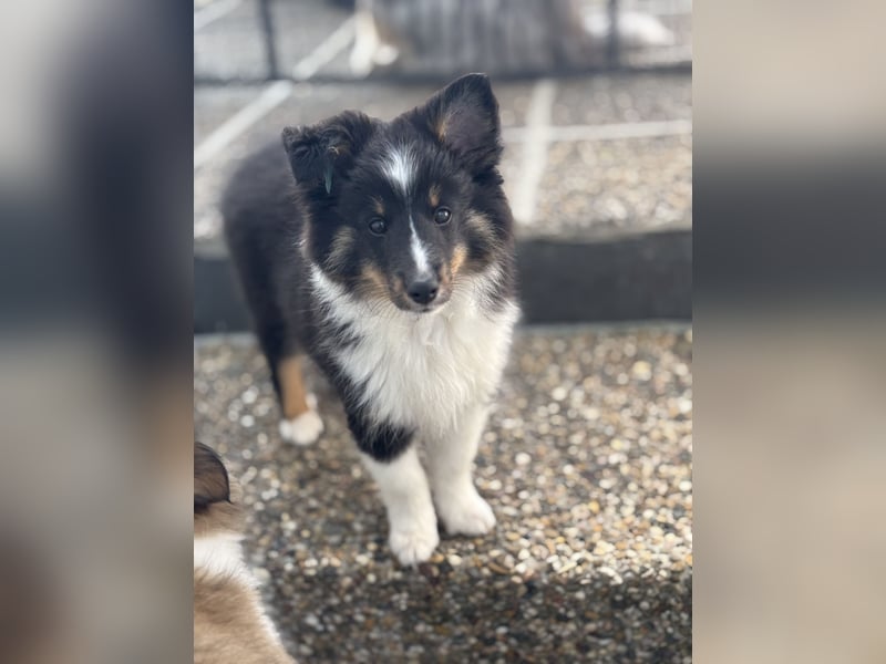 Bärchenhafte Sheltiewelpen