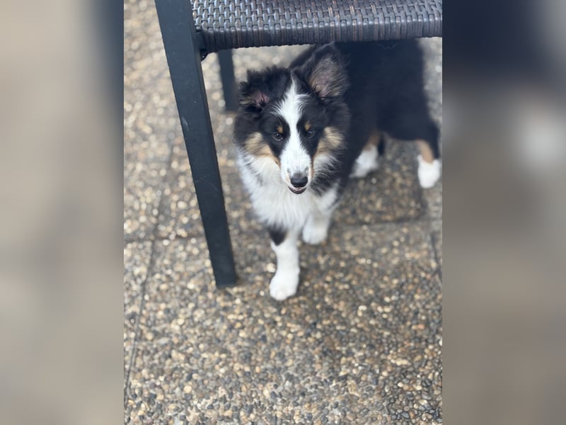 Bärchenhafte Sheltiewelpen