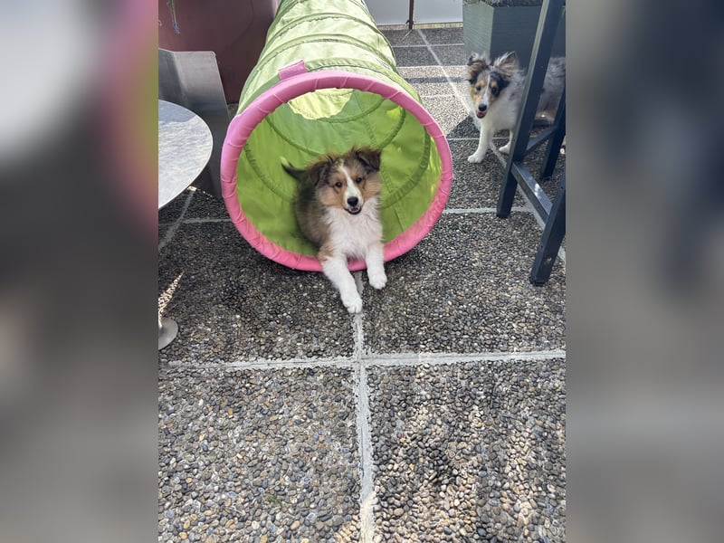 Bärchenhafte Sheltiewelpen