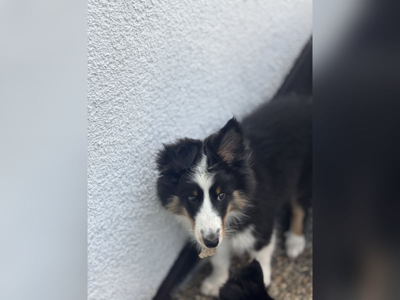 Bärchenhafte Sheltiewelpen