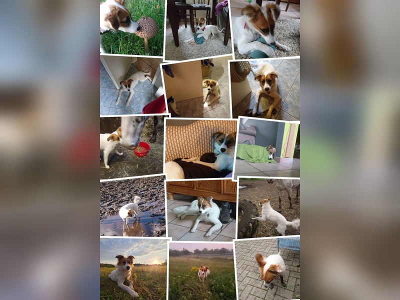 Traumhund abzugeben