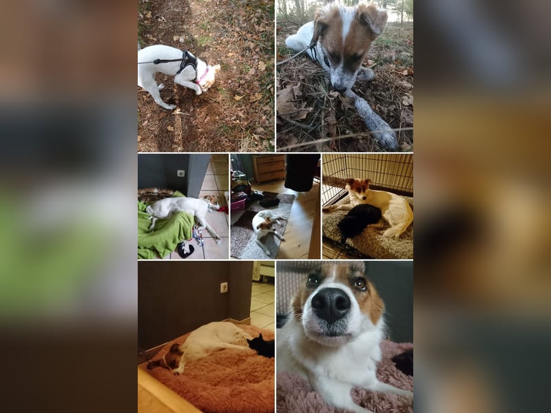 Traumhund abzugeben