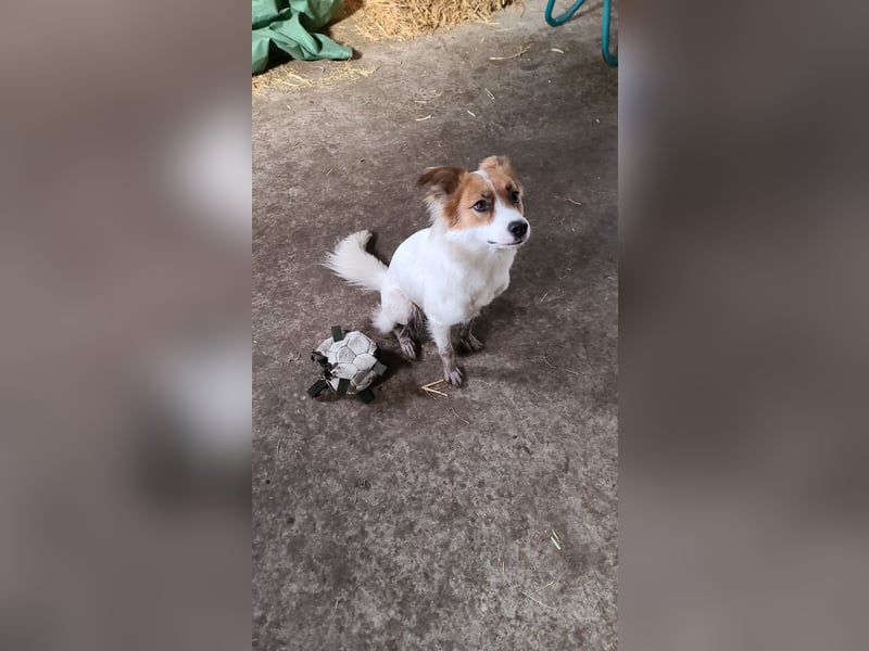 Traumhund abzugeben