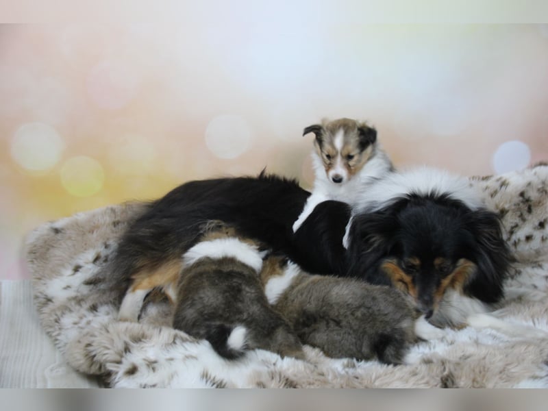 Zauberhafte Sheltie-Welpen suchen ein liebevolles Zuhause