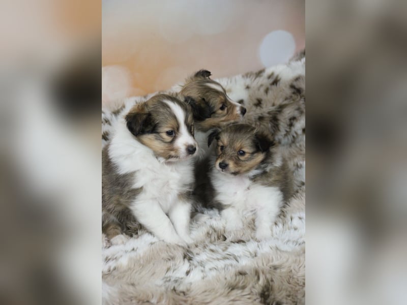 Zauberhafte Sheltie-Welpen suchen ein liebevolles Zuhause