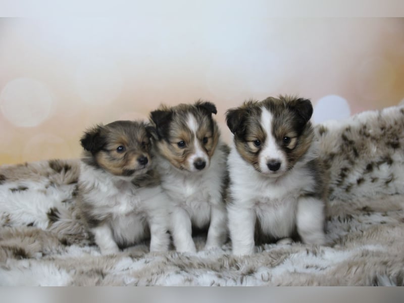 Zauberhafte Sheltie-Welpen suchen ein liebevolles Zuhause