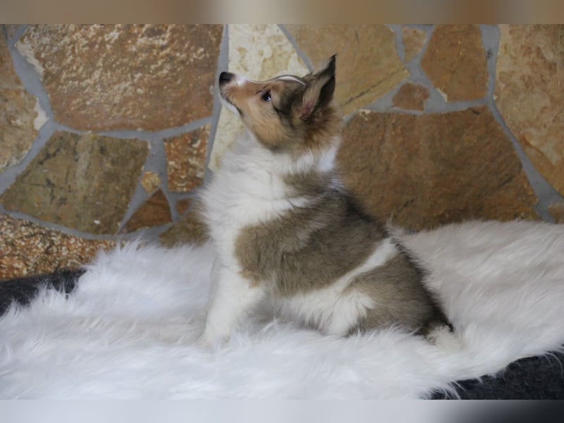 Zauberhafte Sheltie-Welpen suchen ein liebevolles Zuhause