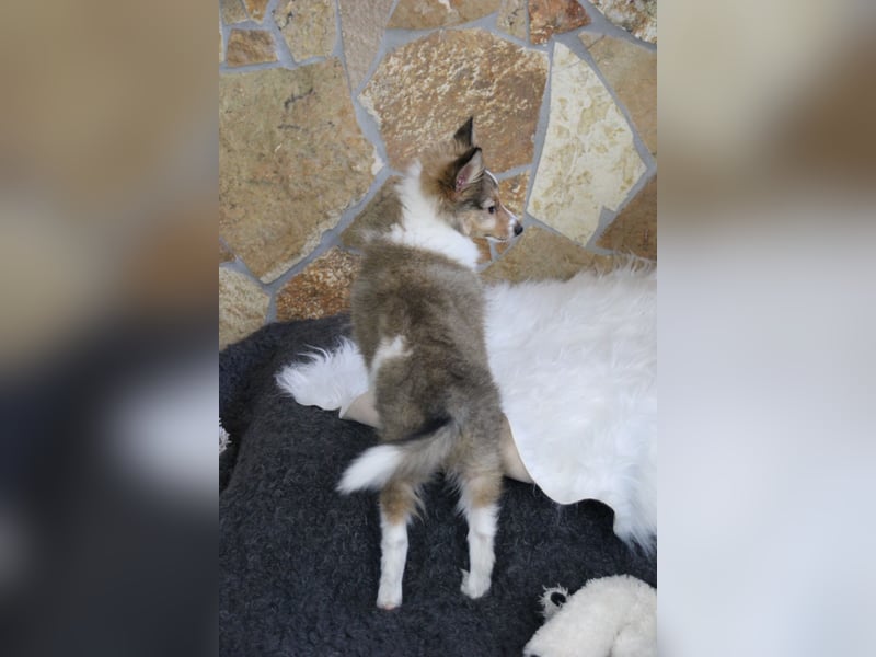 Zauberhafte Sheltie-Welpen suchen ein liebevolles Zuhause
