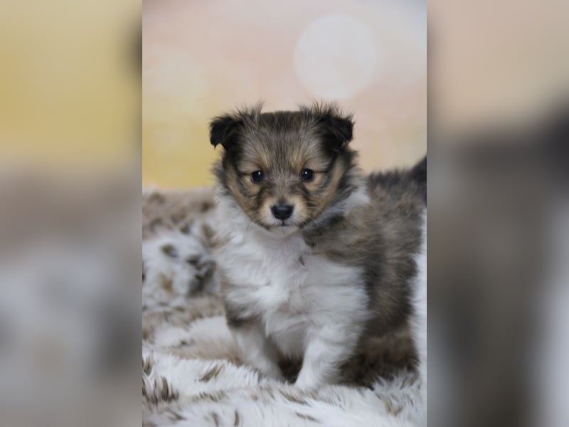 Zauberhafte Sheltie-Welpen suchen ein liebevolles Zuhause