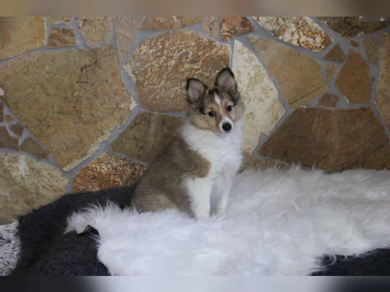 Zauberhafte Sheltie-Welpen suchen ein liebevolles Zuhause