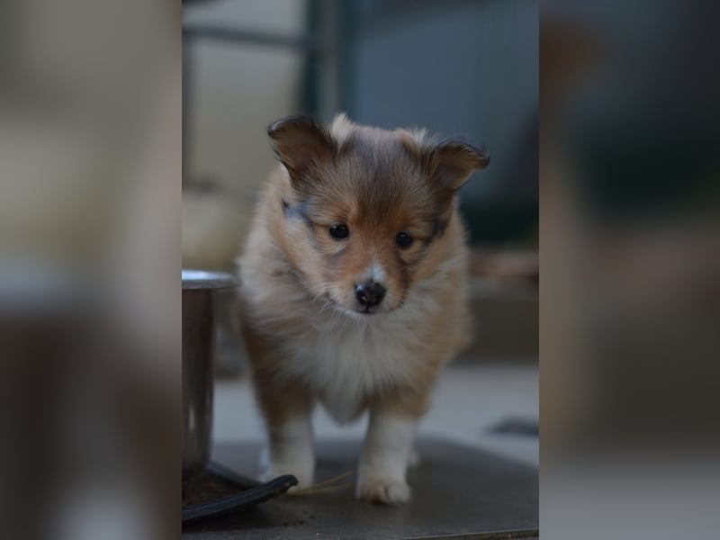 Sheltie Welpen
