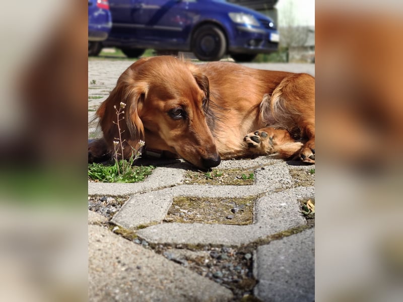 Sheltie gesucht – treuer Begleiter für meine Mutter & Dackelhündin