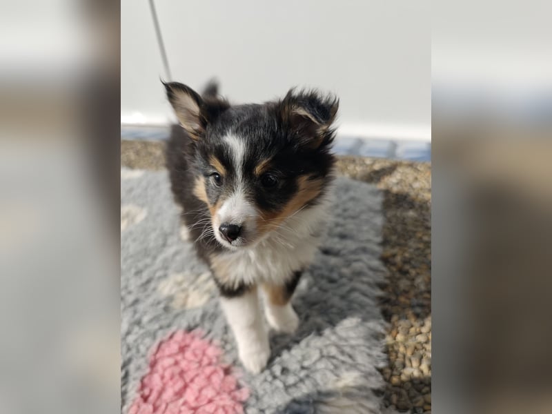 Sheltiewelpen reinrassig suchen Körbchen
