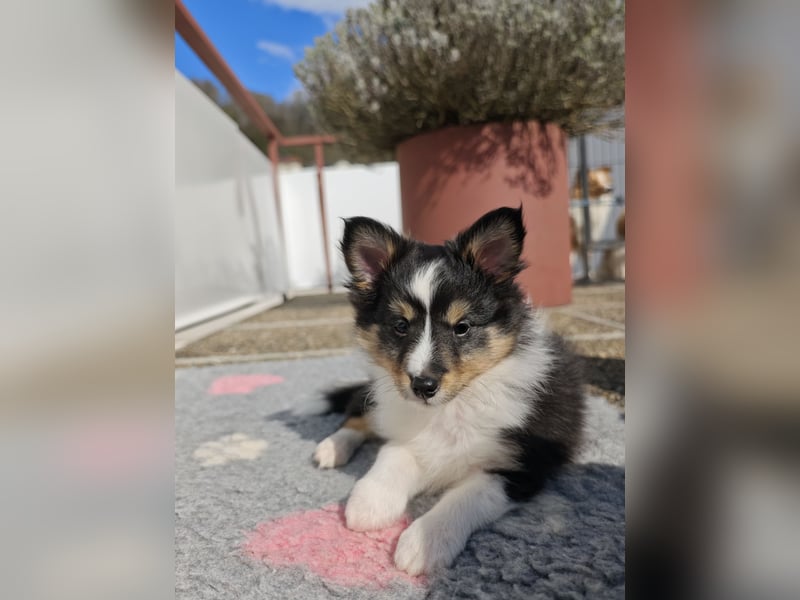 Sheltiewelpen reinrassig suchen Körbchen
