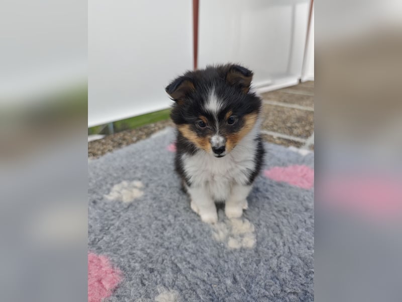 Sheltiewelpen reinrassig suchen Körbchen