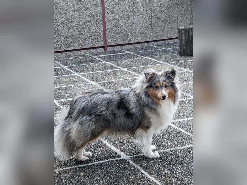 Sheltiewelpen reinrassig suchen Körbchen