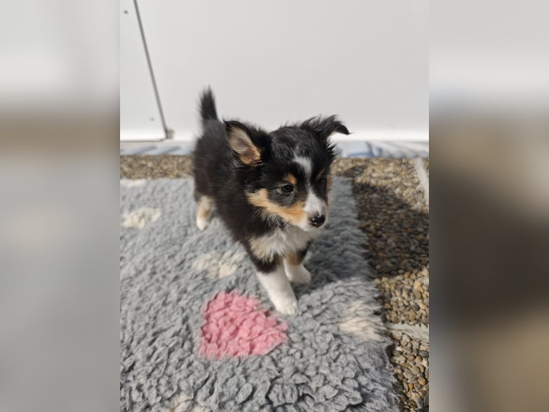 Sheltiewelpen reinrassig suchen Körbchen